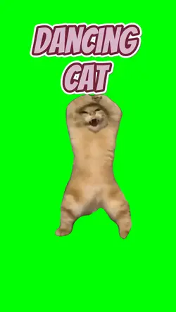 Dancing cat 