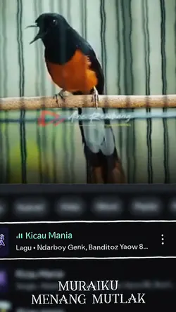 kicau mania