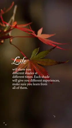 Life Quotes 🤍