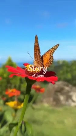 STORY OF JUNE