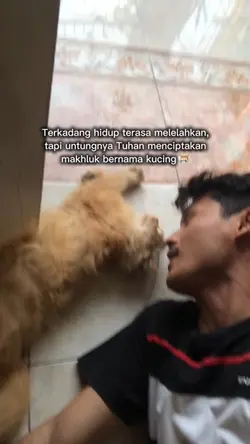 Kucing lucu