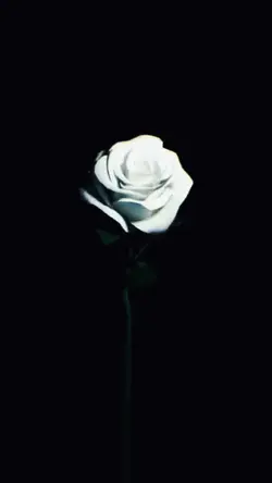 Rose Explosion