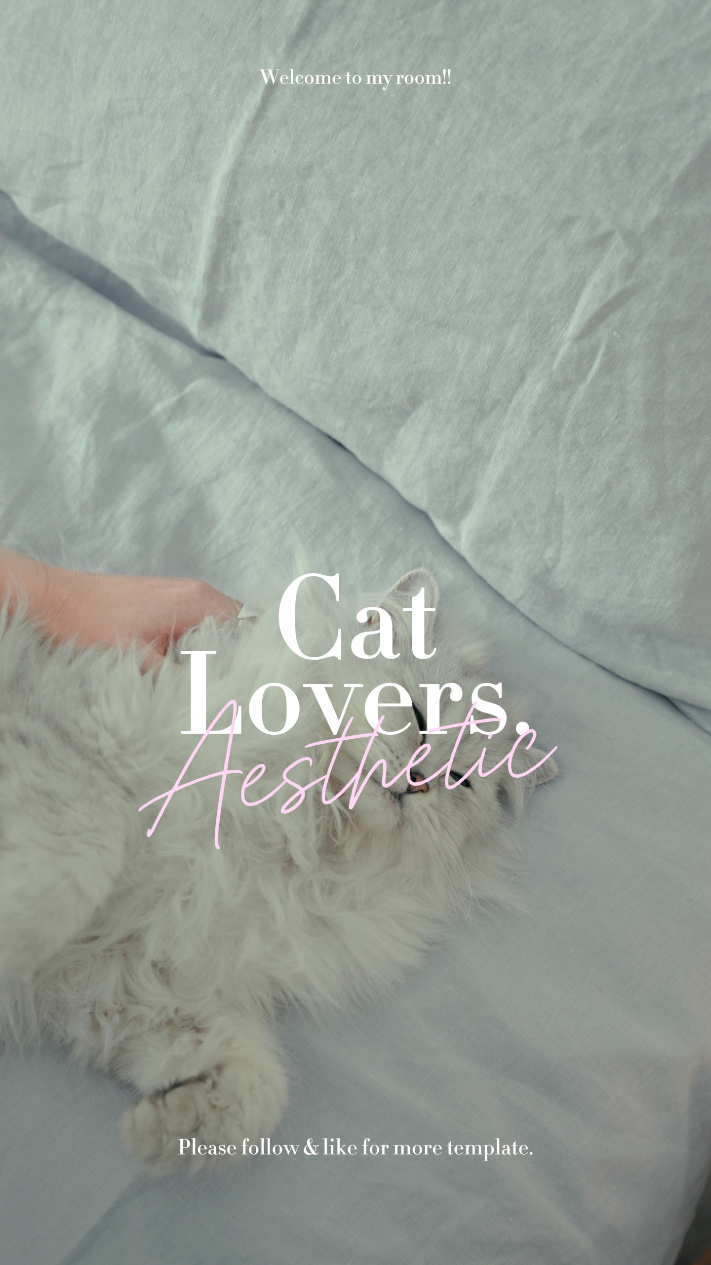 Estética del gato