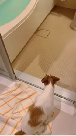 Dog that enjoyswater