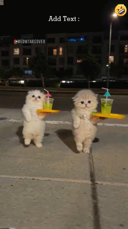 Cute Cat`