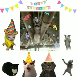 Cat happy birthday