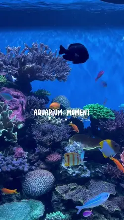 Aquarium Moment 𓆟