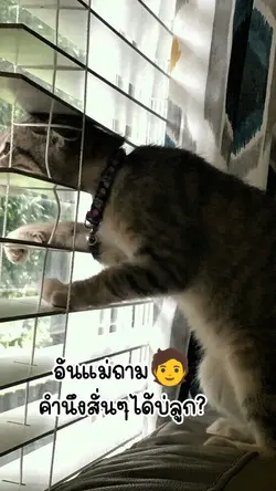 แม่ถามคำสั่นได้บ่ลูก