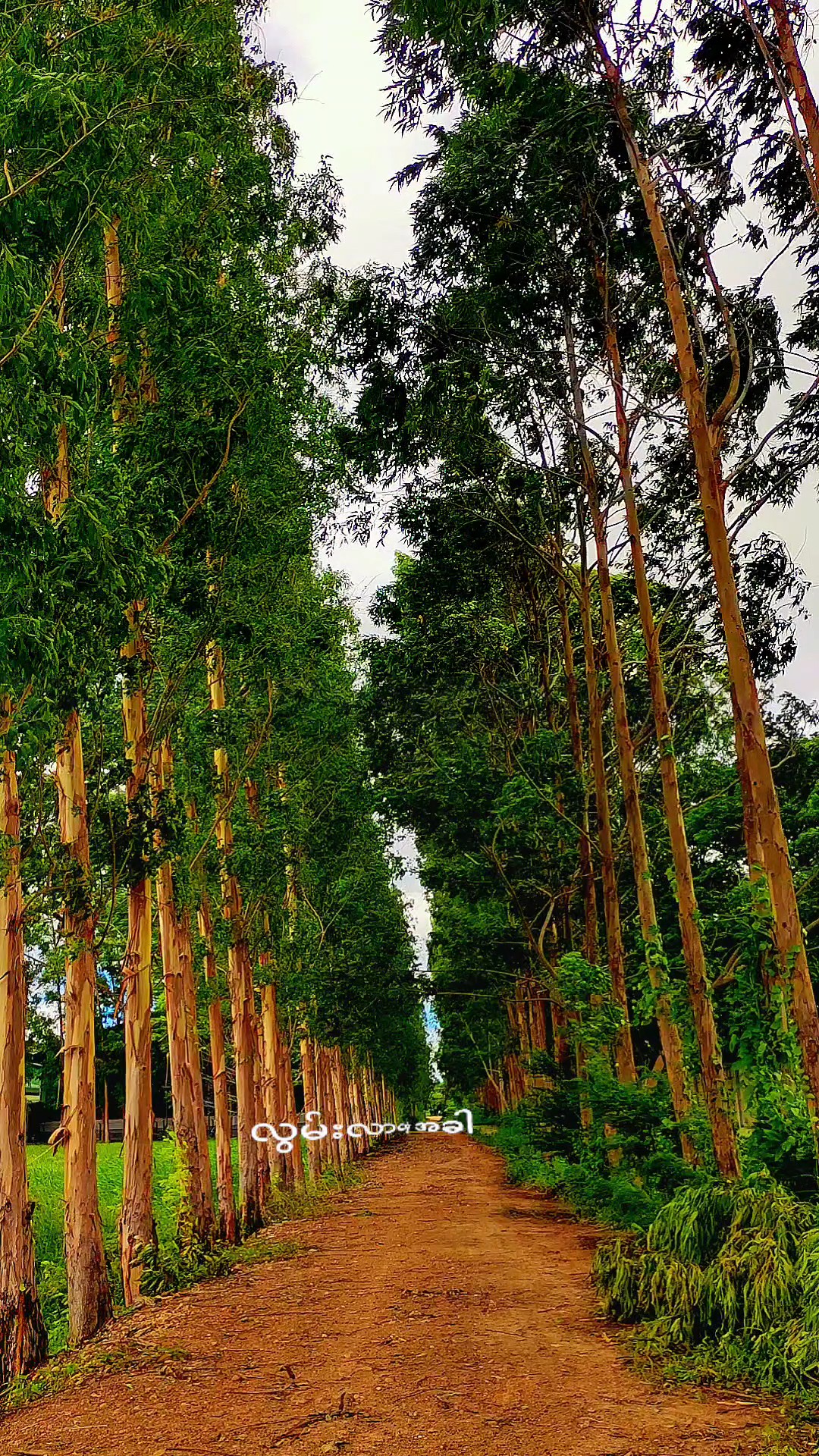 လွမ်းတွေထန်နေပီး