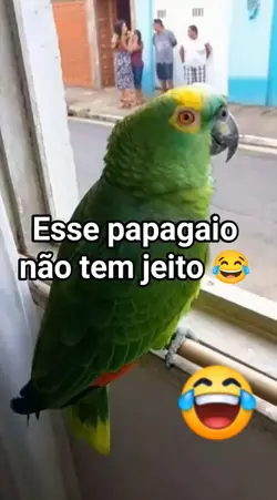 papagaio 