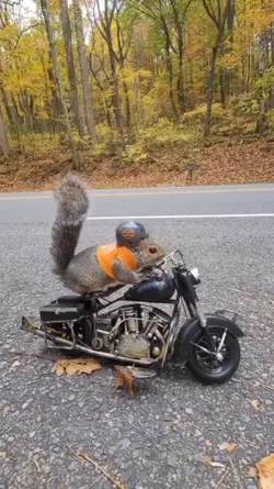Racer squirrel