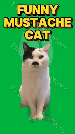 FUNNY MUSTACHE CAT
