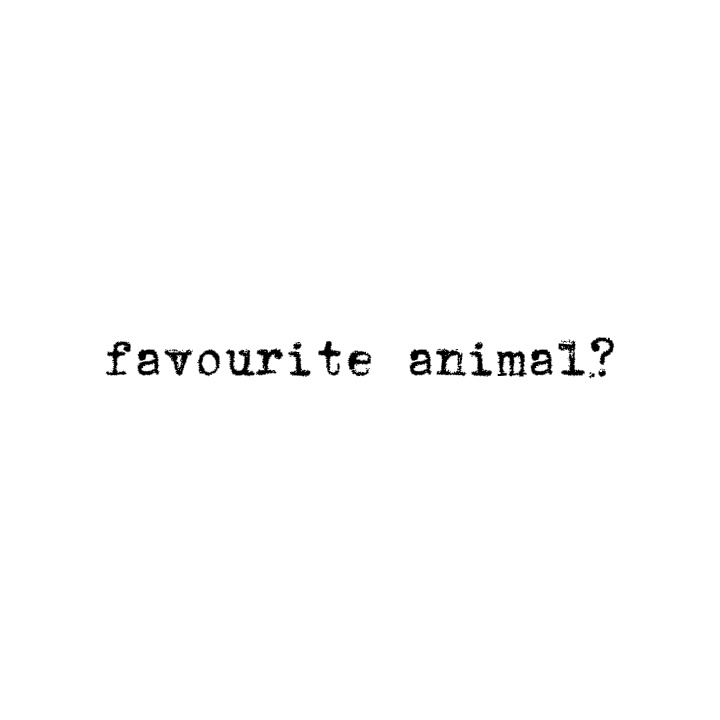 Animal favorito?