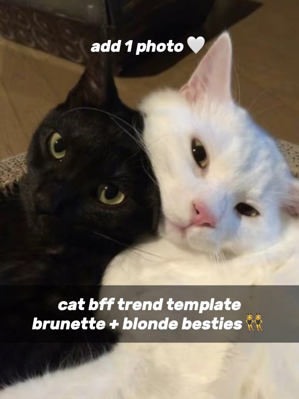 Melhores Amigas Gatos 👸🏻👸🏼