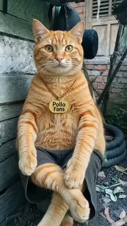 FUNNY CAT