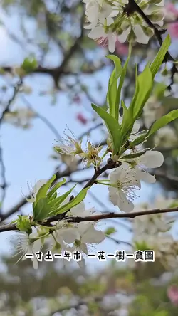 桃花諾