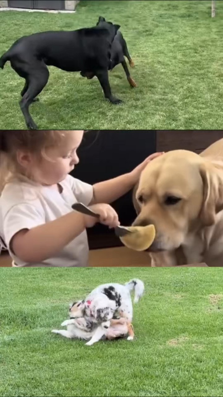 köpek oturuyor