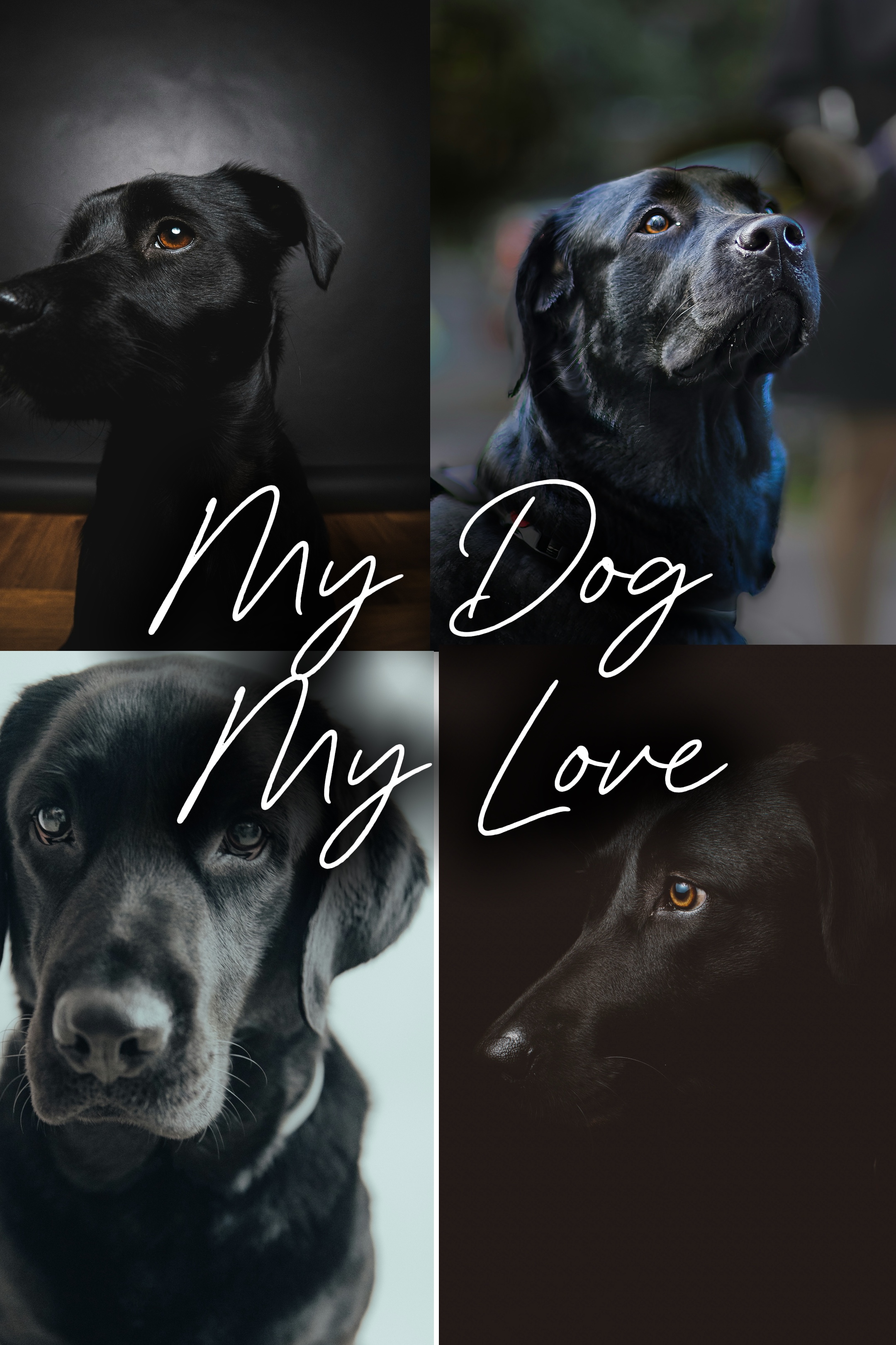Mein Hund meine Liebe 