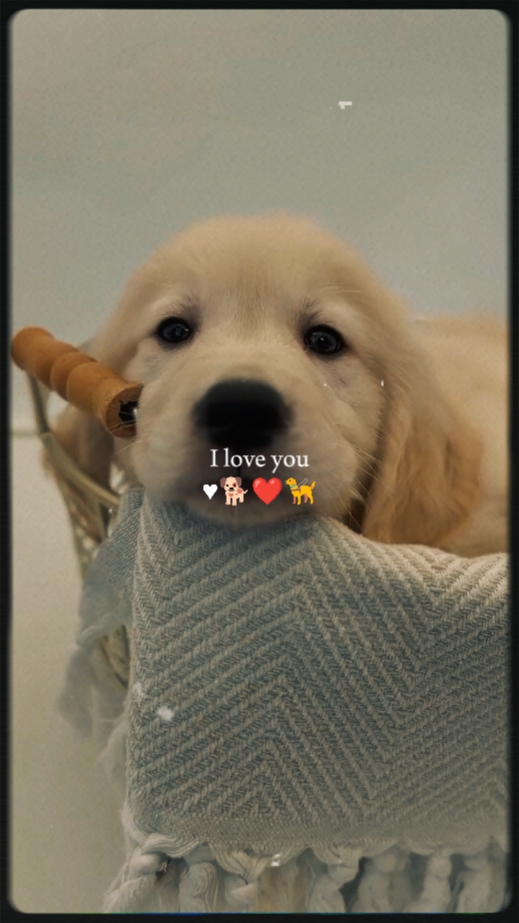 i love you my pet