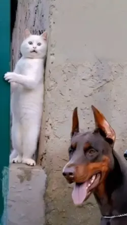 KUCING LUCU