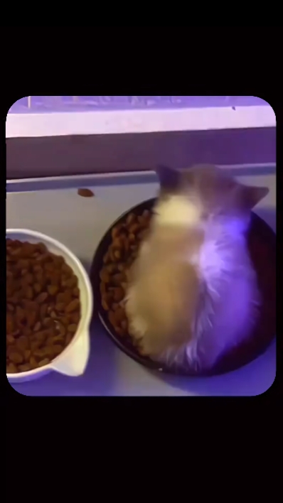 kucing ngedumel 