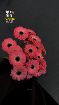 gül senin tenin 