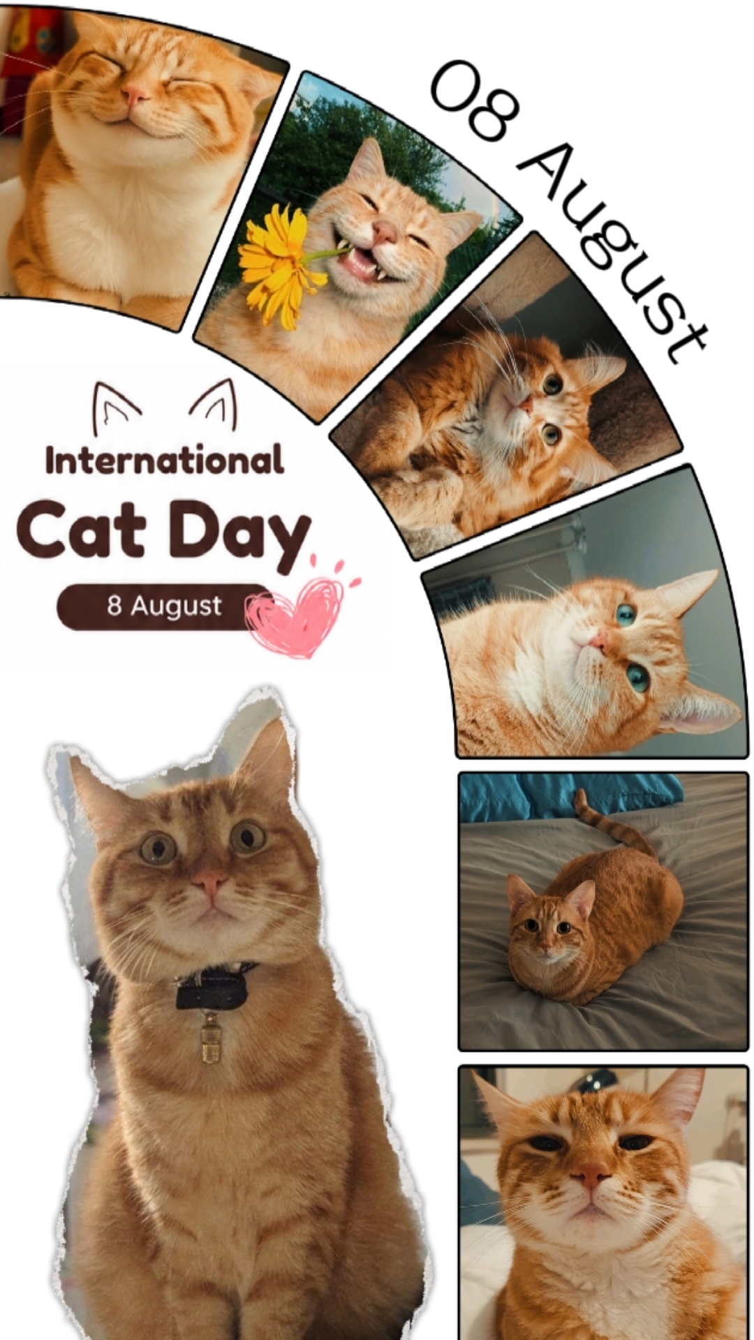 GATO DIA 08 DE AGOSTO