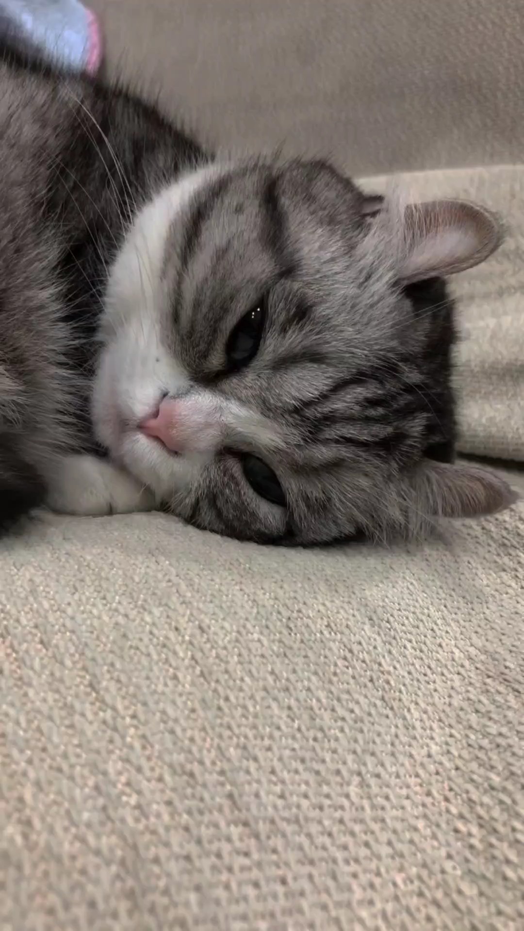 레메스 베스티