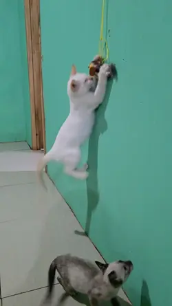 cat template