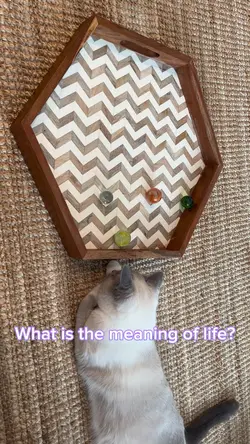 The meaning of life?