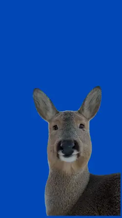 Venado comiendo