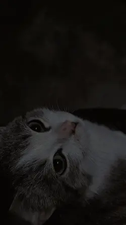 pernah aku mencoba