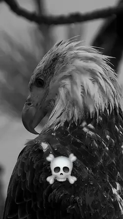 SKULL EDIT