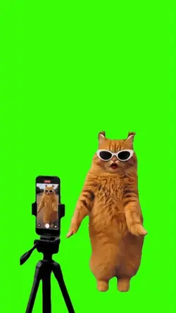 Cat/Gato