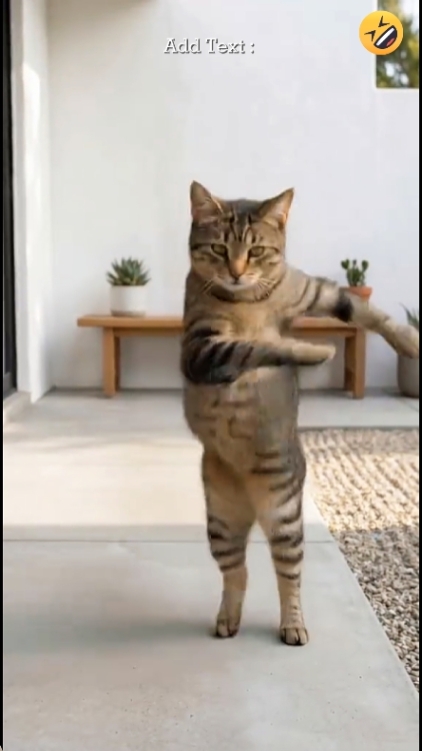 Dance Funny Cat