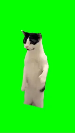 Cat dancing 