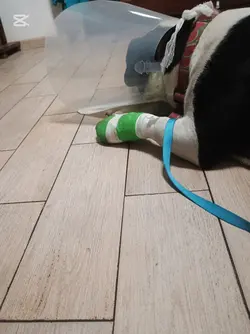 proszę 