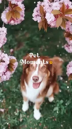 Pet Moments