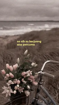 percuma