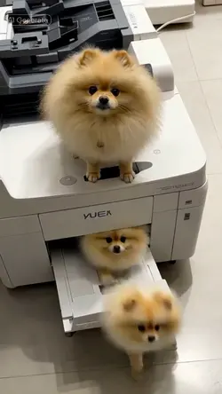 Duplicate Mode