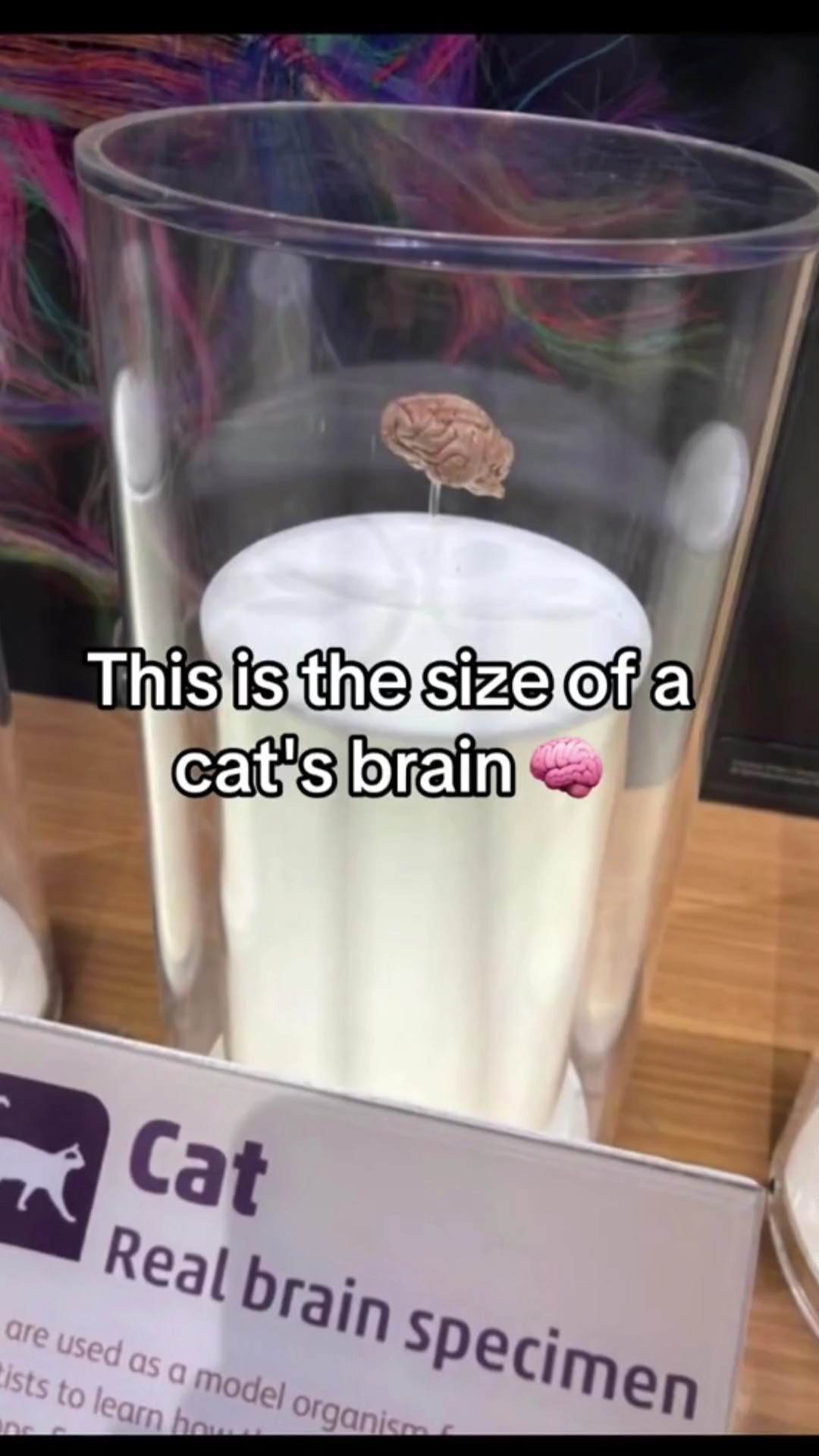 Süße Katzen