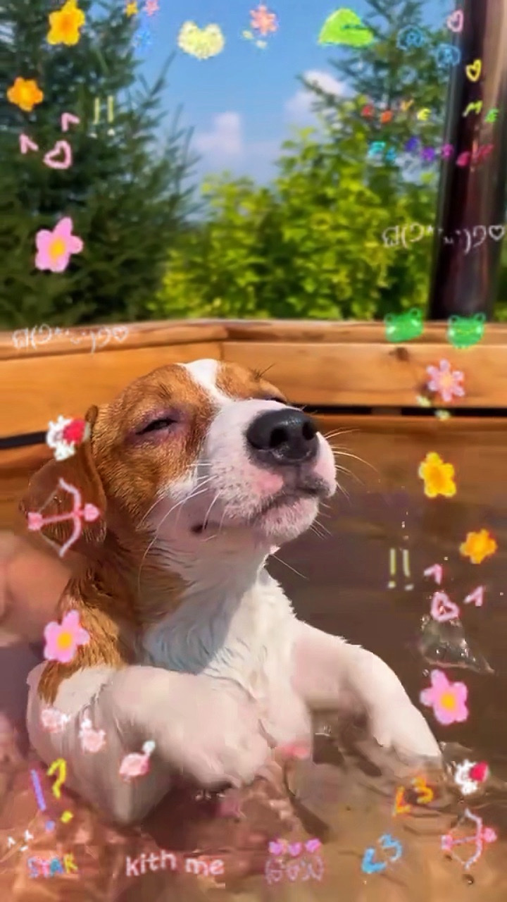 Cute dog