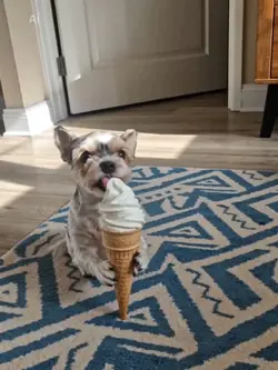 Eis lecken 