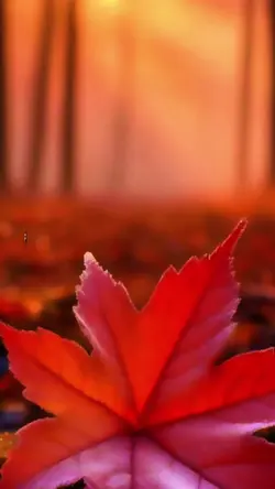 Sara sara saara katu