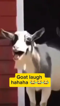 Goat laugh memes