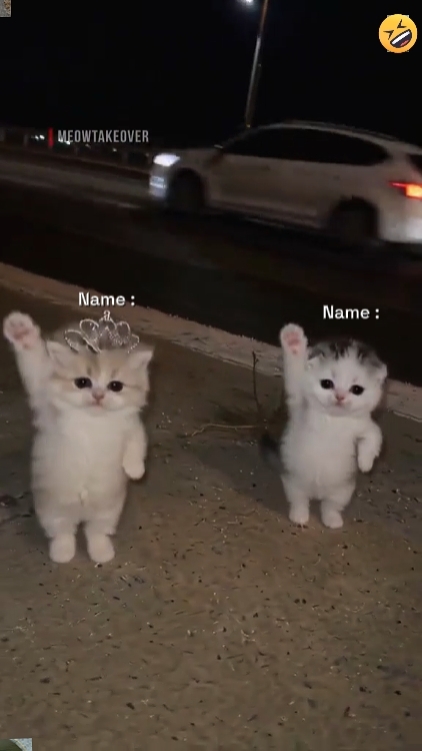 Dance Cat Trend.! 