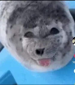 Silly seal