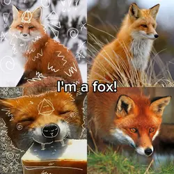 Fox & Black wolf