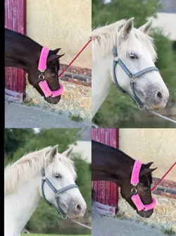 Amour cheval