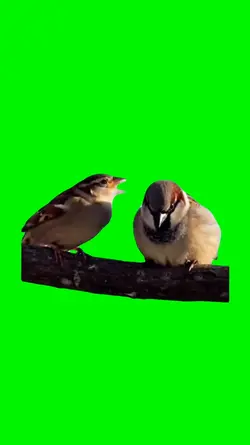 birds arguing